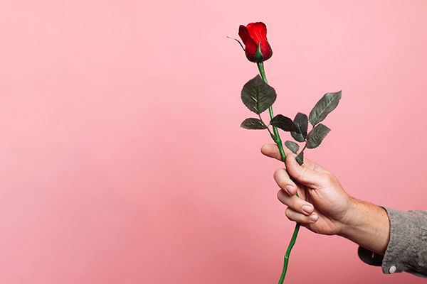 rose on pink background